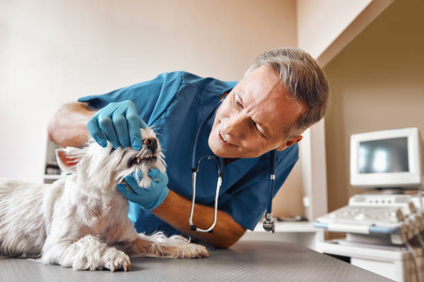 Waterloo, NE Emergency Dentist Pros